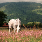 Dominick Fliegendecke + Halsteil